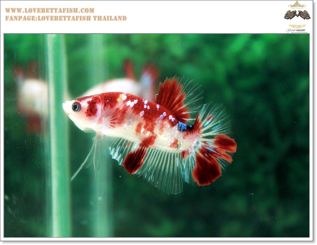 คัดเกรดปลากัดครีบสั้น-Halfmoon Plakat Fancy Red Koi