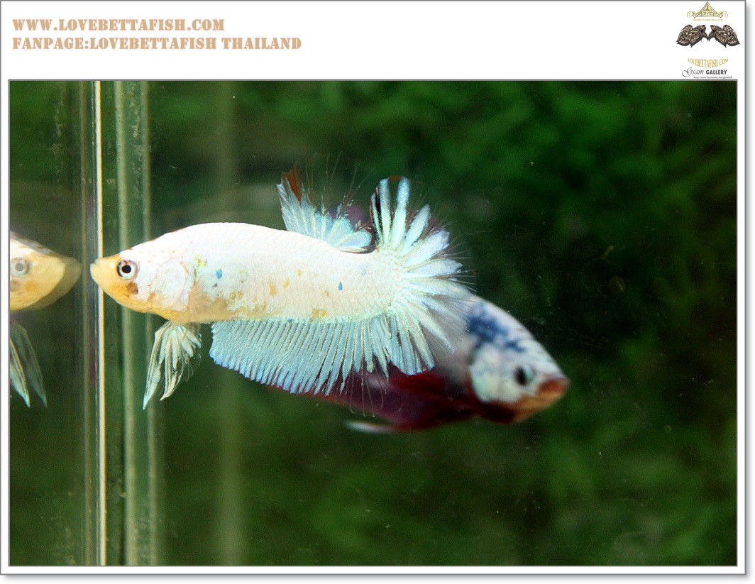 คัดเกรดปลากัดครีบสั้น-Halfmoon Plakat Fancy Nice Marble Dragon