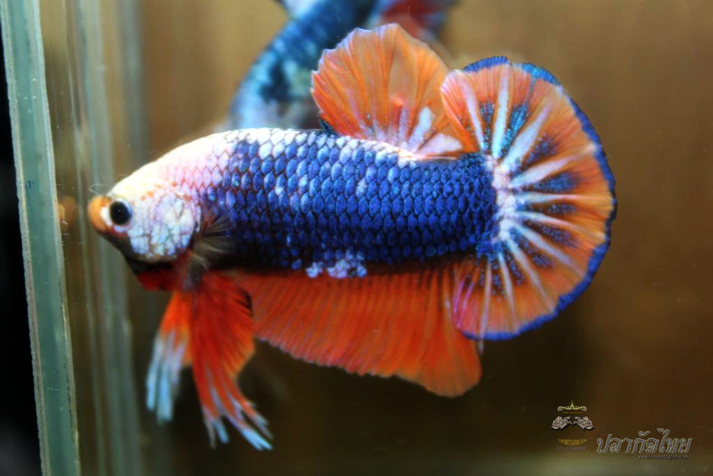 ปลาใหญ่ขนาดเกือบ 1.8-1.9 นิ้ว ปลากัดคัดเกรดครีบ - Halfmoon Plakad Fancy Orange Monster Premium Quality Grade