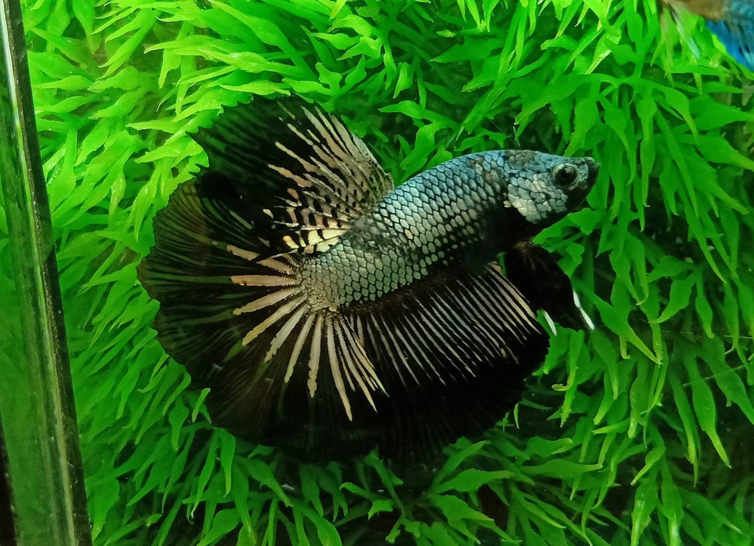 ปลากัดคัดเกรดครีบยาว - Halfmoon Black Copper Colors Premium Quality Grade