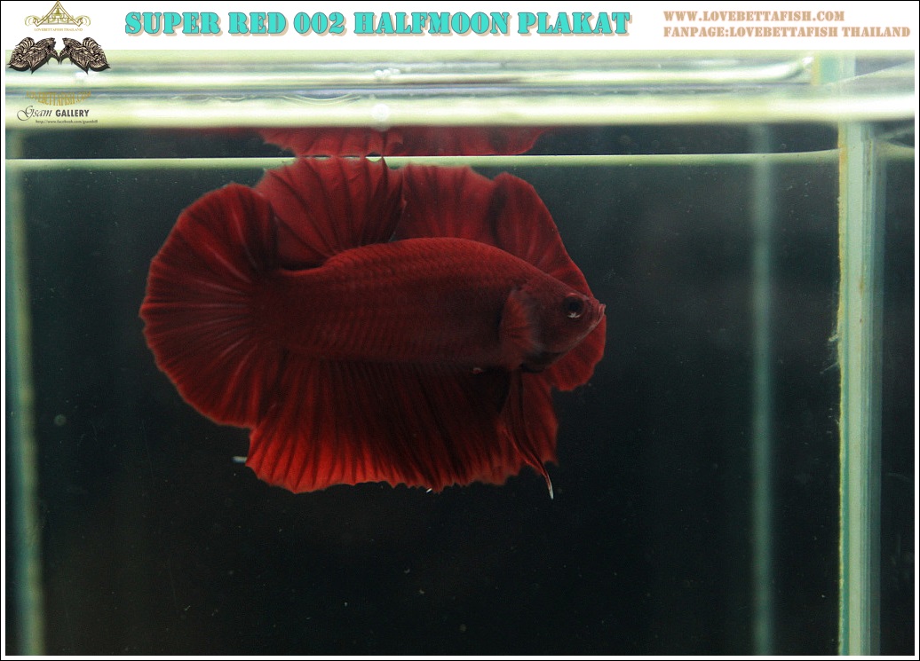 (ขายแล้วครับ)"คัดเกรด"ปลากัดครีบสั้น-Halfmoon Plakats Super Red 002