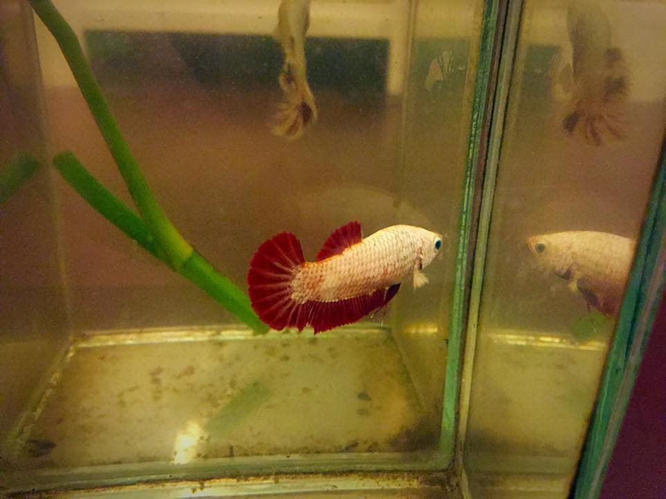 คัดเกรดปลากัดครีบสั้นตัวเมีย-Female Halfmoon Plakat Black Dragon Grade
