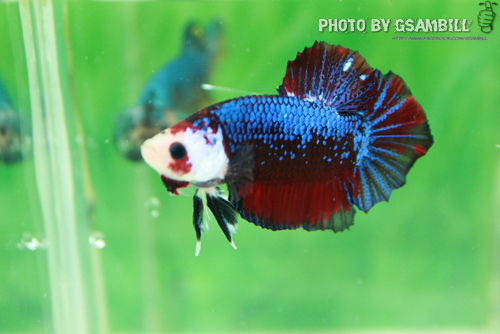 (ขายแล้วครับ)ปลากัดครีบสั้น-Fancy Halfmoon Plakats