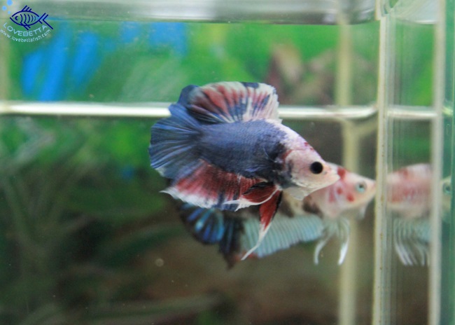 (ขายแล้วครับ)"คัดเกรด"ปลากัดครีบสั้นหางคู่-Halfmoon Plakats Double tails Super Fancy