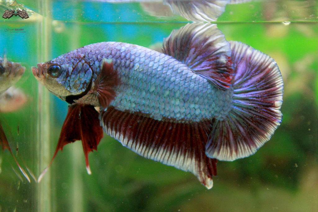 (ขายแล้วครับ)"คัดเกรด"ปลากัดยักษ์ครีบสั้น-Giant Halfmoon Plakats Fancy Salamander