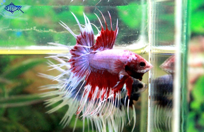 (ขายแล้วครับ)ปลากัดครีบยาวหางมงกุฏ-Crowntails Fancy