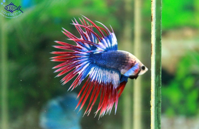 (ขายแล้วครับ)Crowntails Thailand