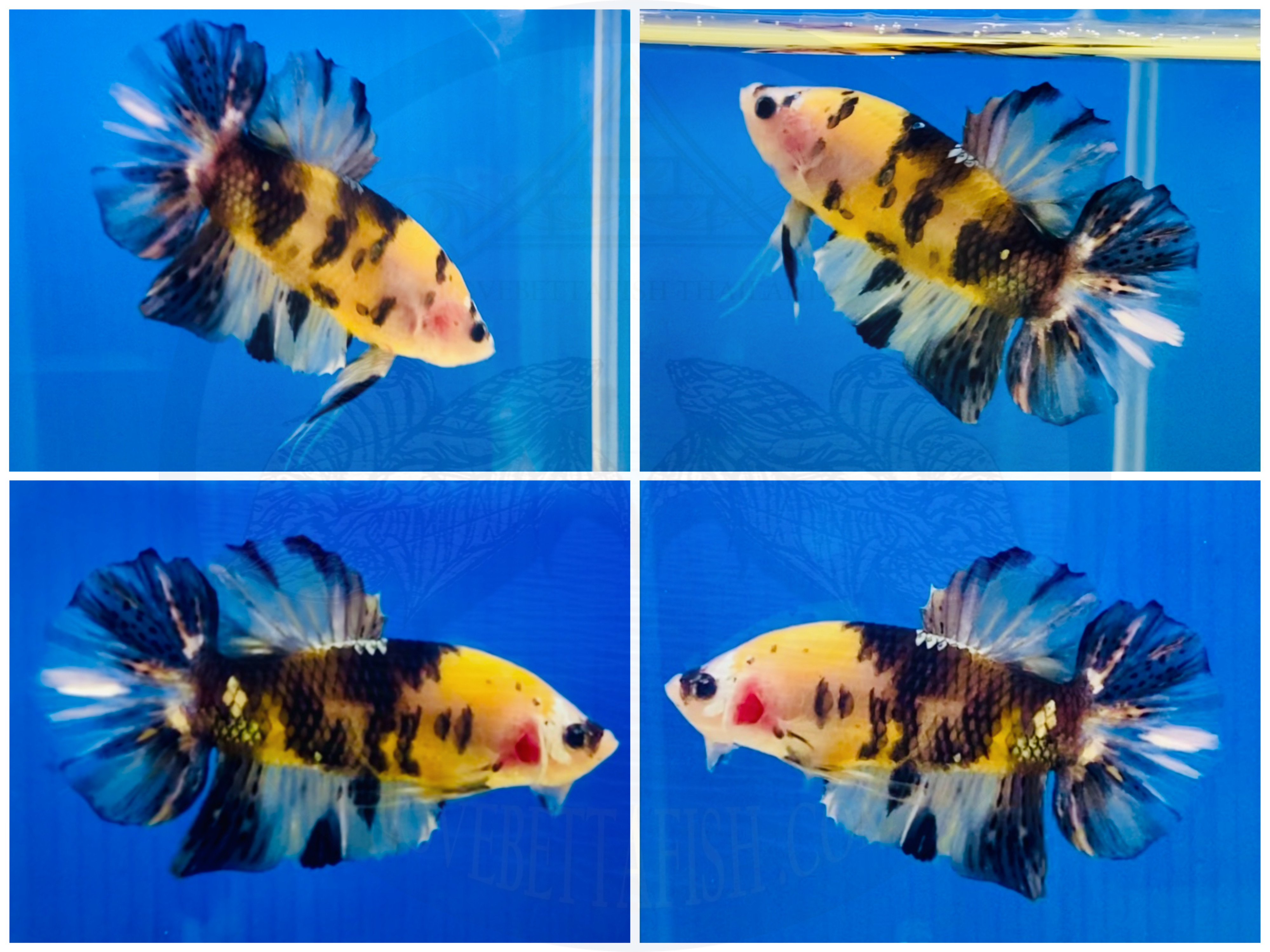 ปลากัดคัดเกรดครีบสั้น - Halfmoon Plakad Fancy Tiger Koi Premium Quality Grade