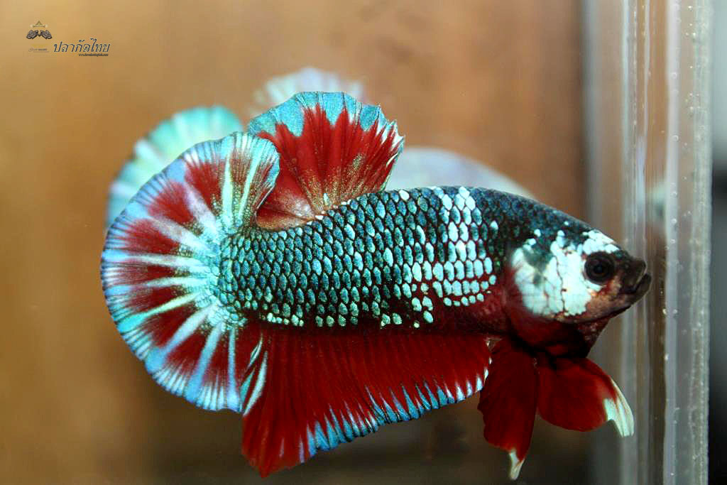 ปลากัดคัดเกรดครีบสั้น - Halfmoon Plakad Fancy Green Dragon Premium Quality Grade