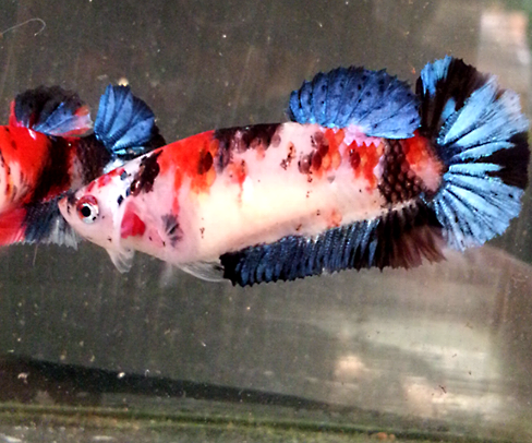 ปลากัดคัดเกรดครีบสั้นตัวเมีย - Female Halfmoon Plakad Fancy Galaxy Premium Quality Grade