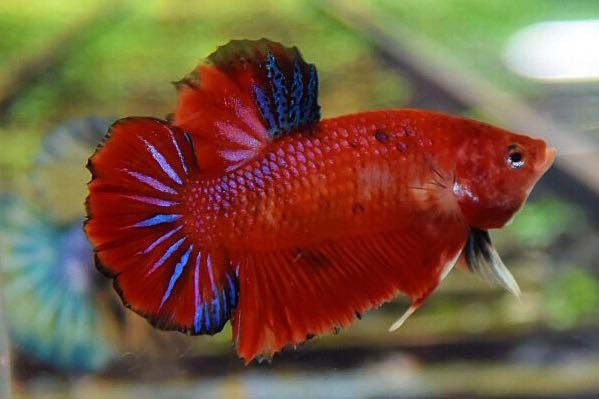 ปลากัดคัดเกรดครีบสั้น - Halfmoon Plakad Red Koi Premium Quality Grade