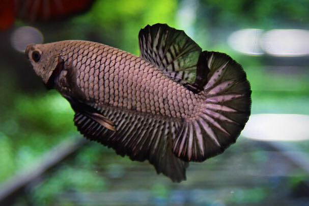 ปลากัดคัดเกรดครีบสั้น - Halfmoon Plakad Black Dragon Premium Quality Grade