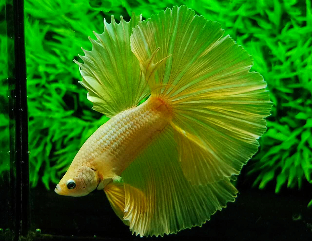 ปลากัดคัดเกรดครีบยาว - Halfmoon Fancy Yellow Premium Quality Grade