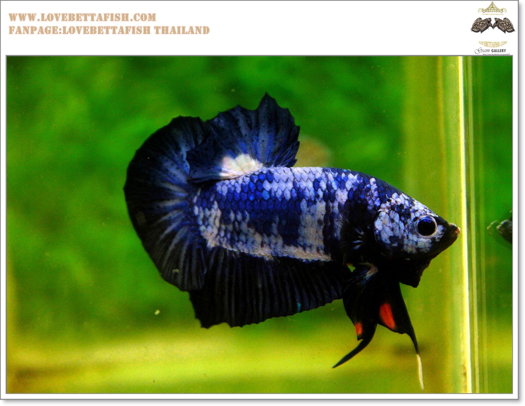 คัดเกรดปลากัดครีบสั้น-Hi- Quality Halfmoon Plakat Fancy Blue Dragon Quality Grade