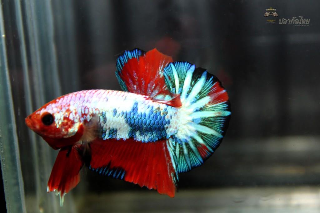 ปลากัดคัดเกรดครีบสั้น - Halfmoon Plakad Fancy Dragon Premium Quality Grade