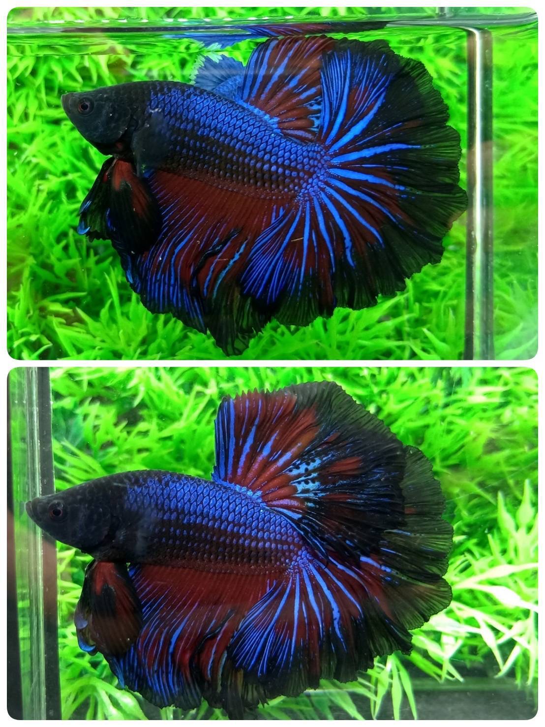 ปลากัดคัดเกรดครีบยาว - Halfmoon Fancy Full Colors Premium Quality Grade