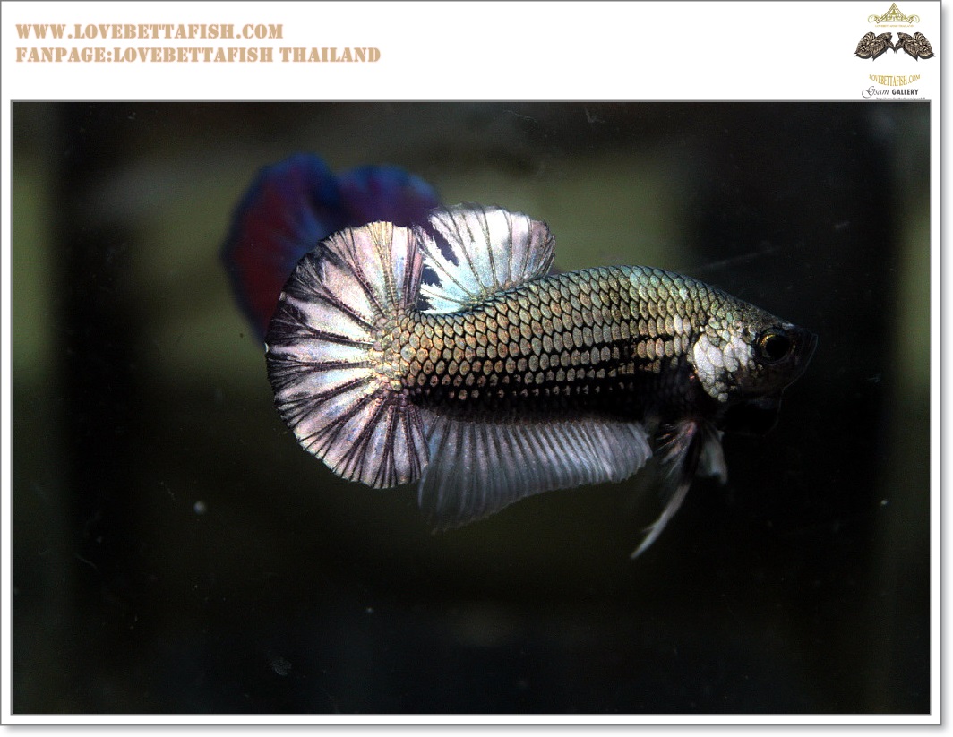 คัดเกรดปลากัดครีบสั้น-Halfmoon Plakat Copper Soldier Quality Grade