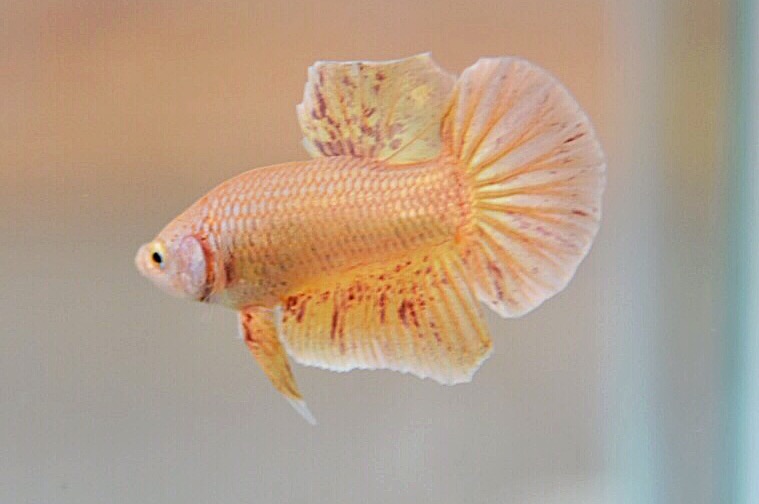 ปลากัดคัดเกรดครีบสั้น - Halfmoon Plakad Gold Vanda Quality Grade