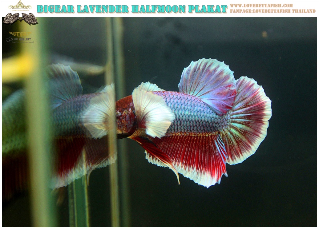 (ขายแล้วครับ)"คัดเกรด"ปลากัดครีบสั้นหูช้าง-Halfmoon Plakats Big Ear Lavender