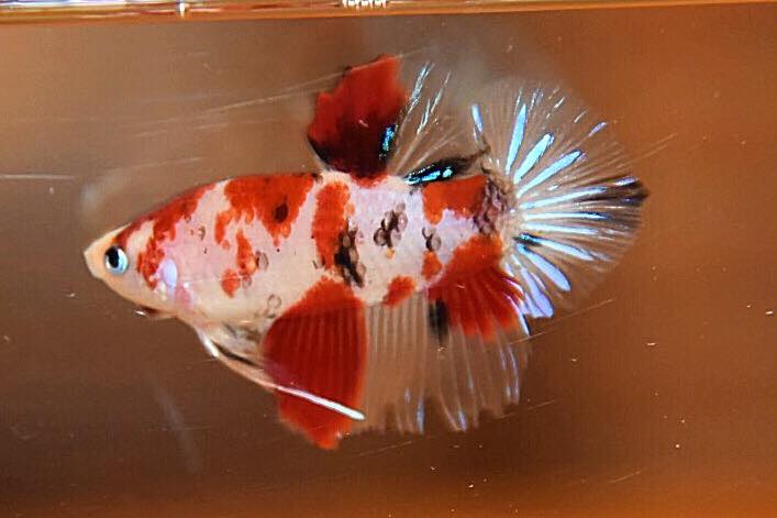 “ลายปลาคราฟ”ปลากัดคัดเกรดครีบสั้น - Halfmoon Plakad Fancy Koi Quality Grade