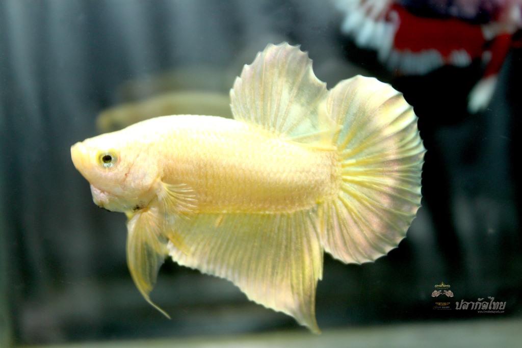ปลากัดคัดเกรดครีบสั้น - Halfmoon Plakad Super Gold Premium Quality Grade