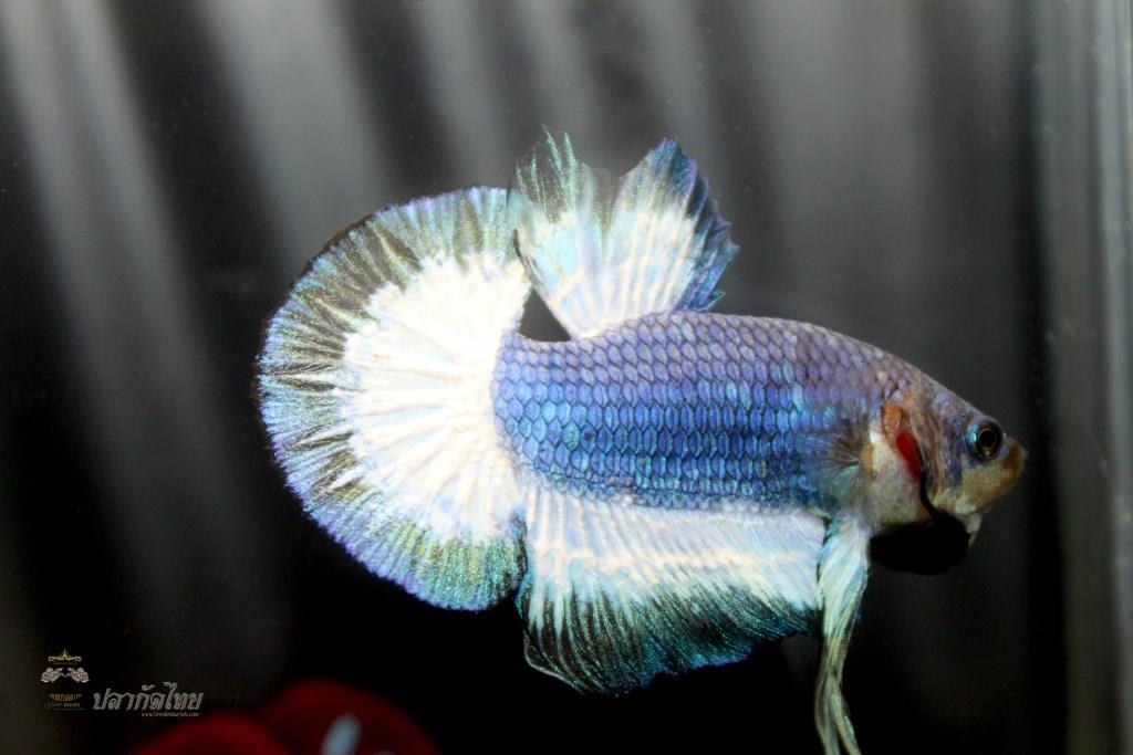 ปลากัดคัดเกรดครีบสั้น - Halfmoon Plakad Fancy Dragon Quality Grade