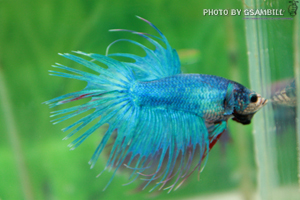 ปลากัดครีบสั้น - Fancy HMPK Fancy Halfmoon Plakats (ตัวผู้)