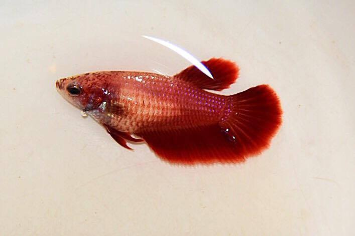 ปลากัดแม่พันธุ์คัดเกรดครีบยาว - Halfmoon Super Red Premium Quality Grade AAA+