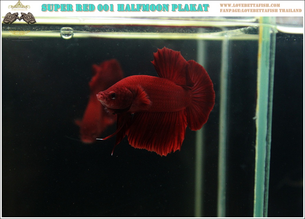 (ขายแล้วครับ)"คัดเกรด"ปลากัดครีบสั้น-Halfmoon Plakats Super Red 001