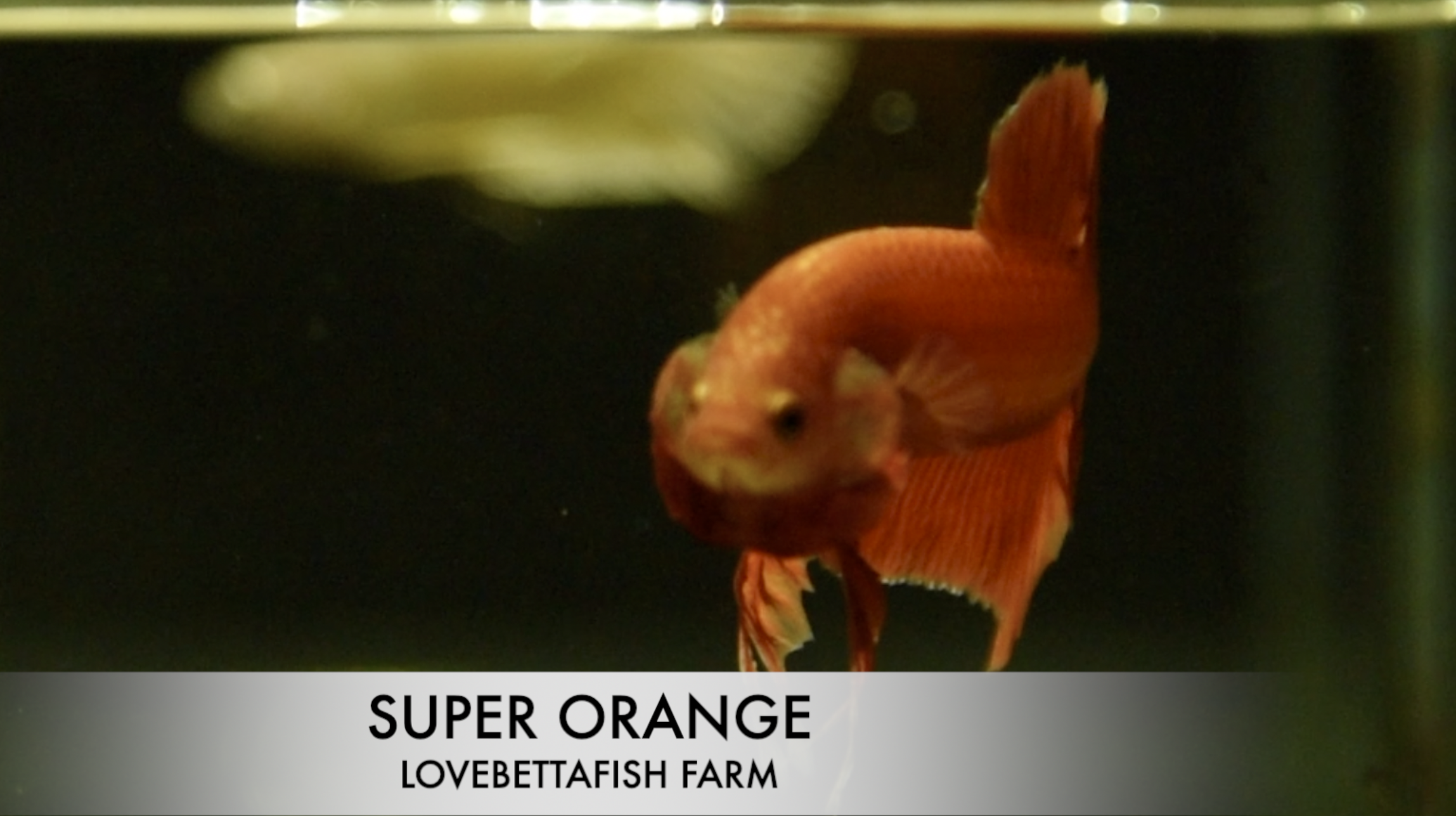 ปลากัดสวยงามครีบสั้นสีส้ม - Halfmoon Plakad Super Orange Premium Quality Grade