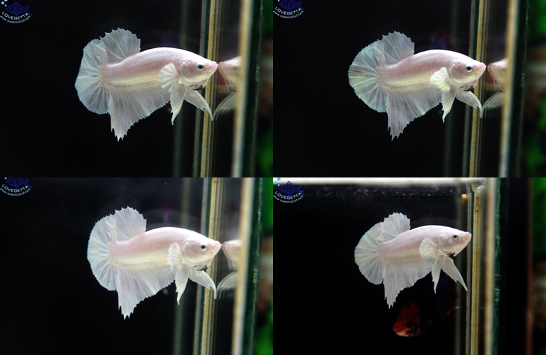 (ขายแล้วครับ)"คัดเกรด"ปลากัดครีบสั้น-Halfmoon Plakats Super White Platinum