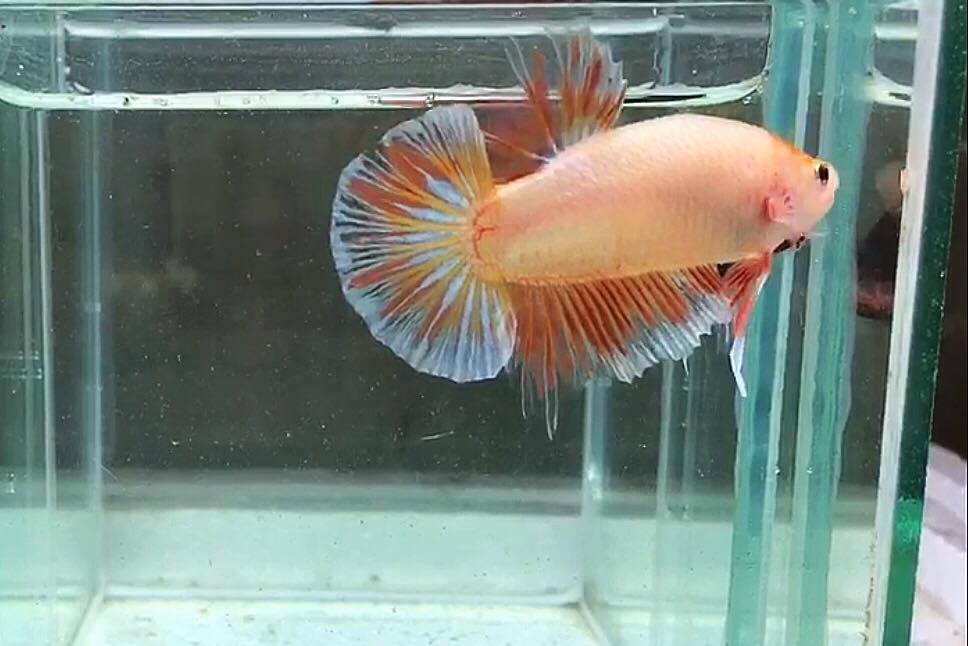 ปลากัดคัดเกรดครีบสั้น - Halfmoon Plakad Facny Dragon Quality Grade