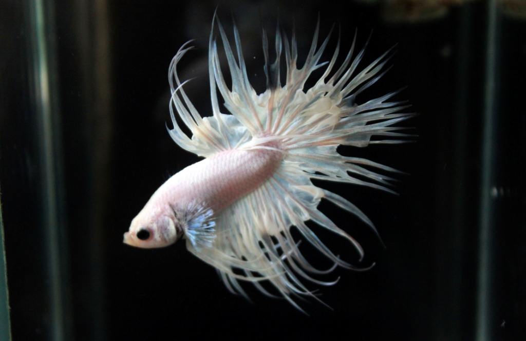คัดเกรดปลากัดครีบยาวหางมงกุฎ - CrownTails White Quality Grade