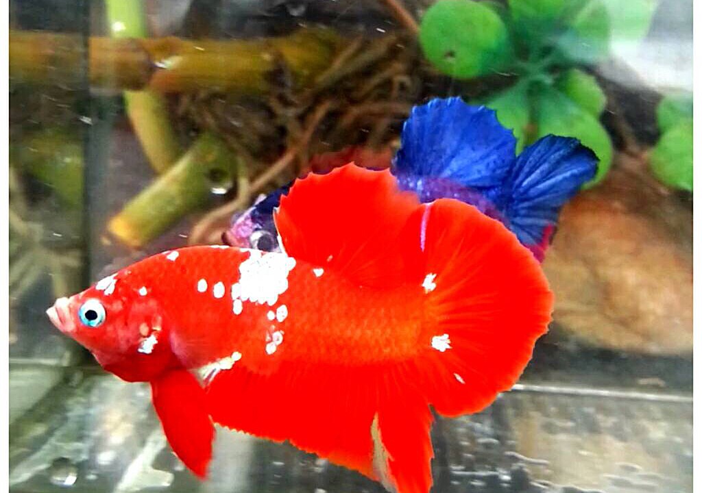 ปลากัดคัดเกรดครีบสั้นแฟนซี - Halfmoon Plakad Fancy Red Galaxy Premium Quality Grade