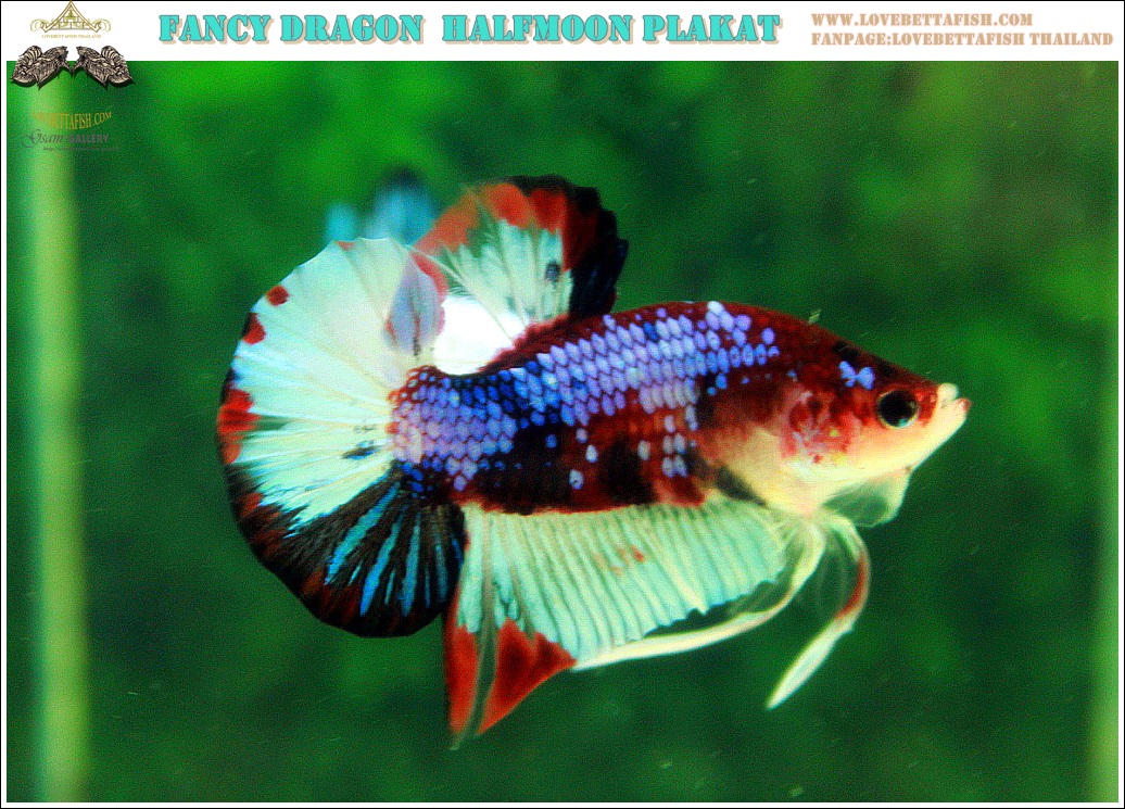(ขายแล้วครับ)"คัดเกรดประกวด"ปลากัดครีบสั้น-Halfmoon Plakats Fancy Dragon Koi Quality Grade