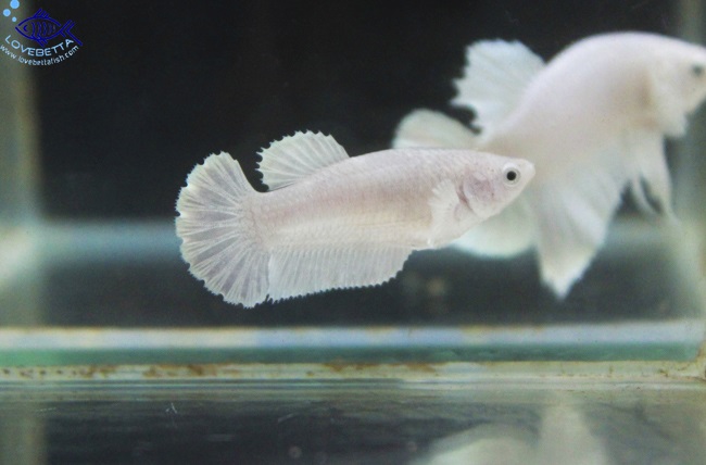 (ขายแล้วครับ)"คัดเกรด" Female White Platinum Grade AAA