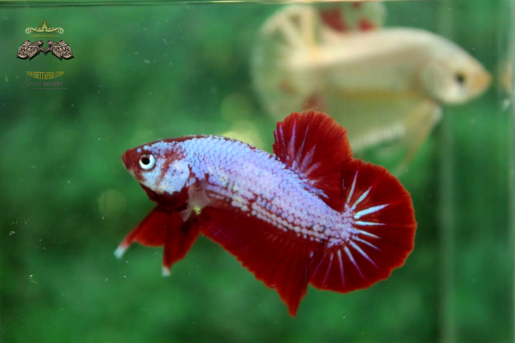 ปลากัดคัดเกรดครีบสั้น - Halfmoon Plakad Fancy Dragon Quality Grade