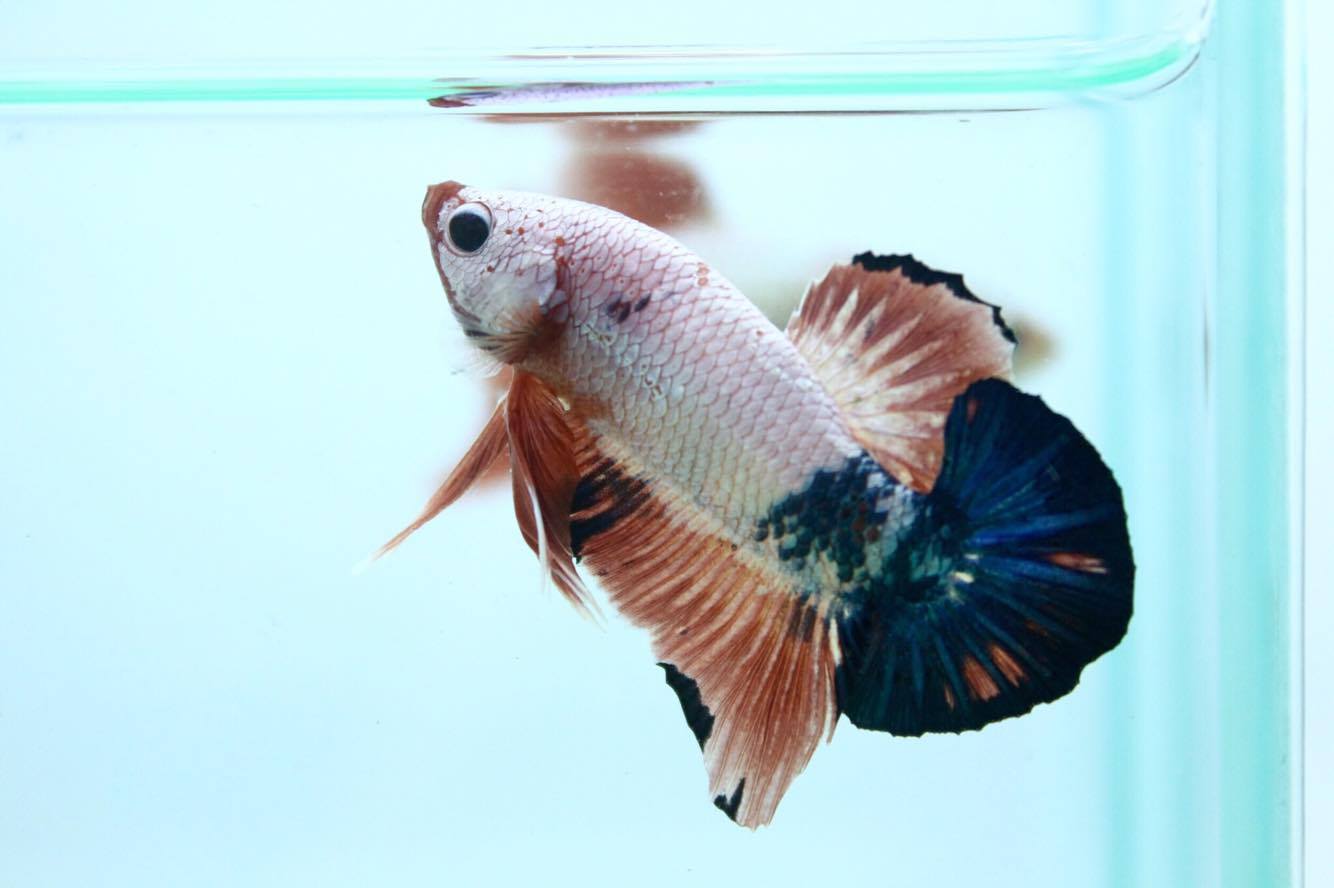 ปลากัดคัดเกรดครีบสั้น - Halfmoon Plakad Fancy Dragon Quality Grade