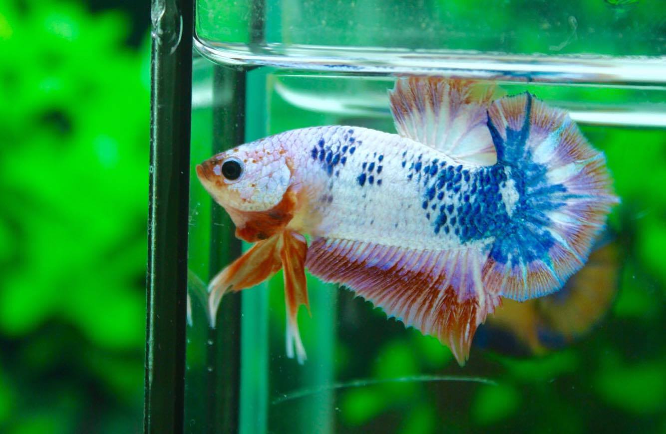 คัดเกรดปลากัดครีบสั้น - Halfmoon Plakad Quality Grade Fancy Dragon