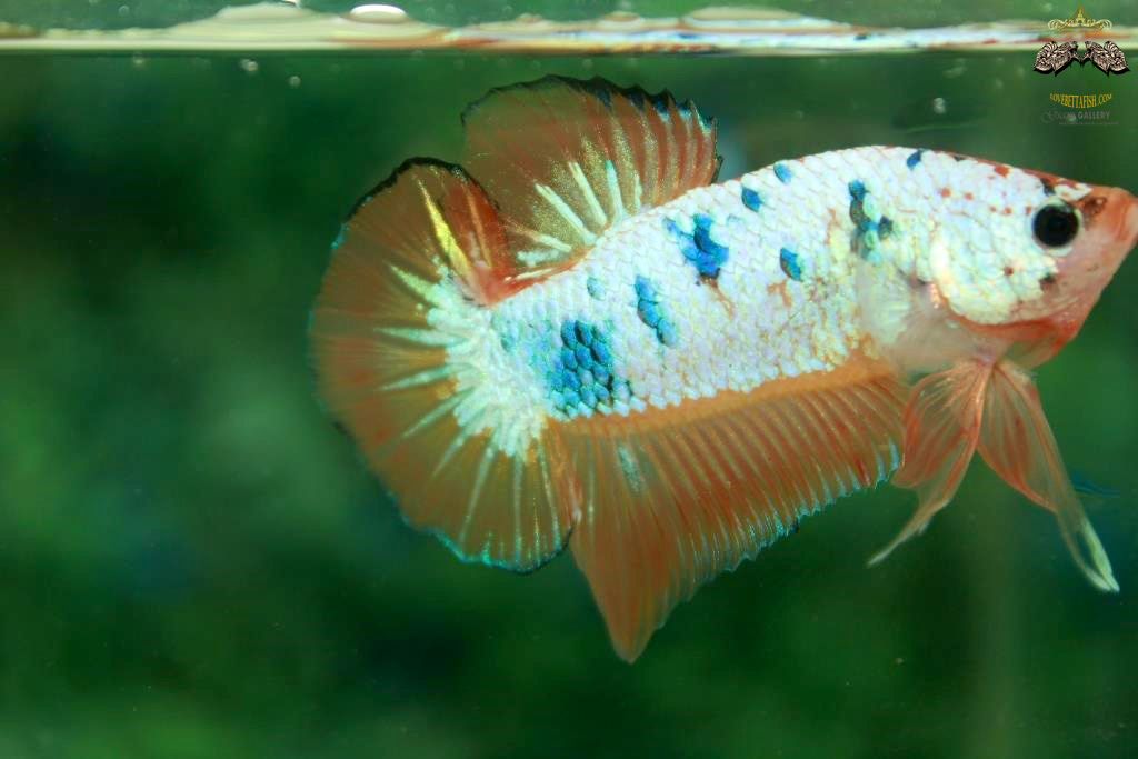 คัดเกรดปลากัดครีบสั้น - HalfMoon Plakad Fancy Dragon Quality Grade
