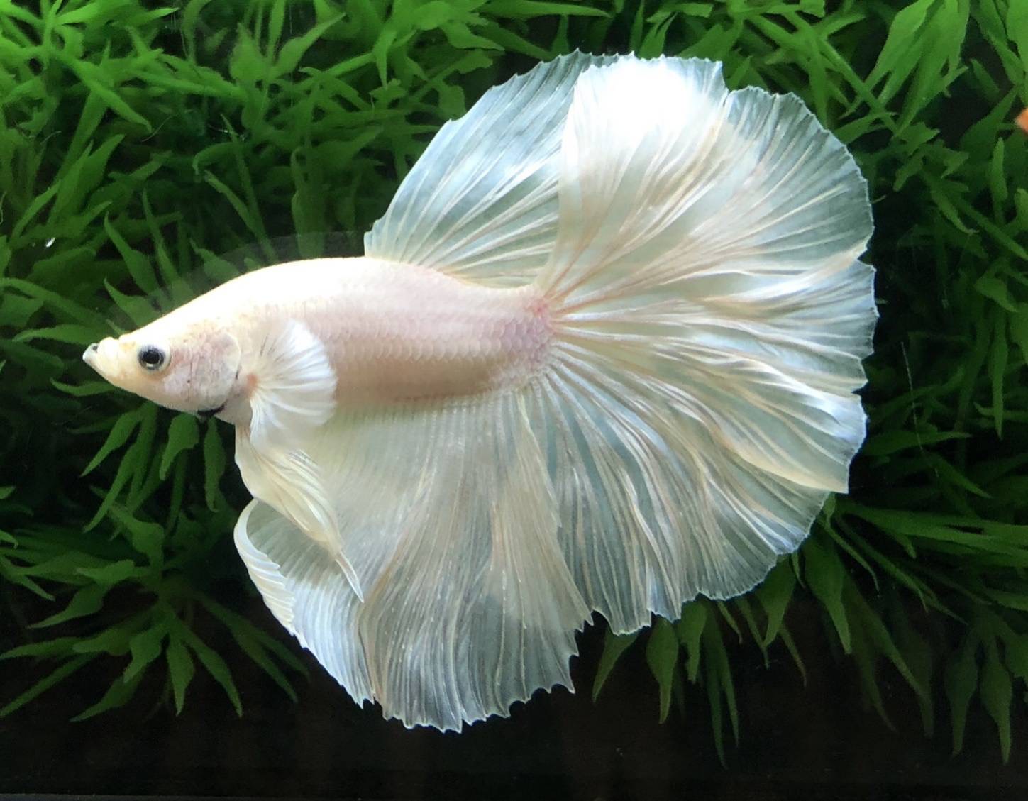 ปลากัดคัดเกรดครีบยาว - Halfmoon White Platinum Premium Quality Grade