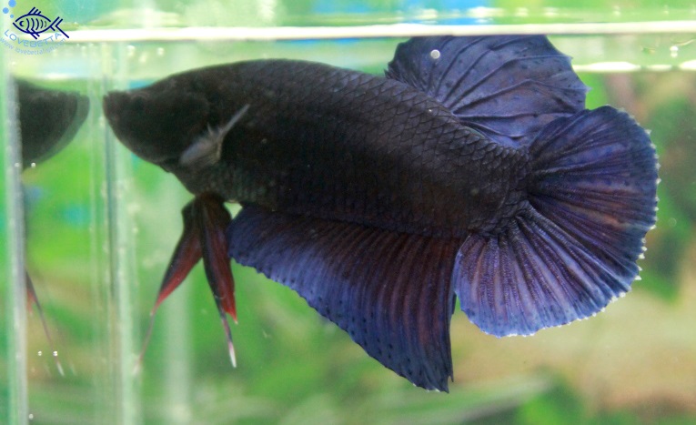 (ขายแล้วครับ)"คัดเกรด"ปลากัดยักษ์ครีบสั้น-Giant Fancy Lavender