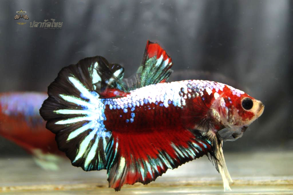 ปลากัดคัดเกรดครีบสั้น - Halfmoon Plakad Fancy Dragon Quality Grade