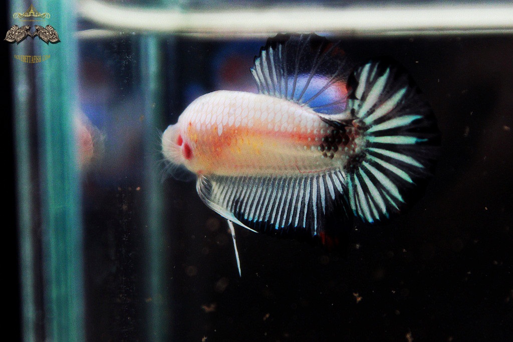 (ขายแล้วครับ)"คัดเกรด"ปลากัดครีบสั้น-Halfmoon Plakats Fancy Koi