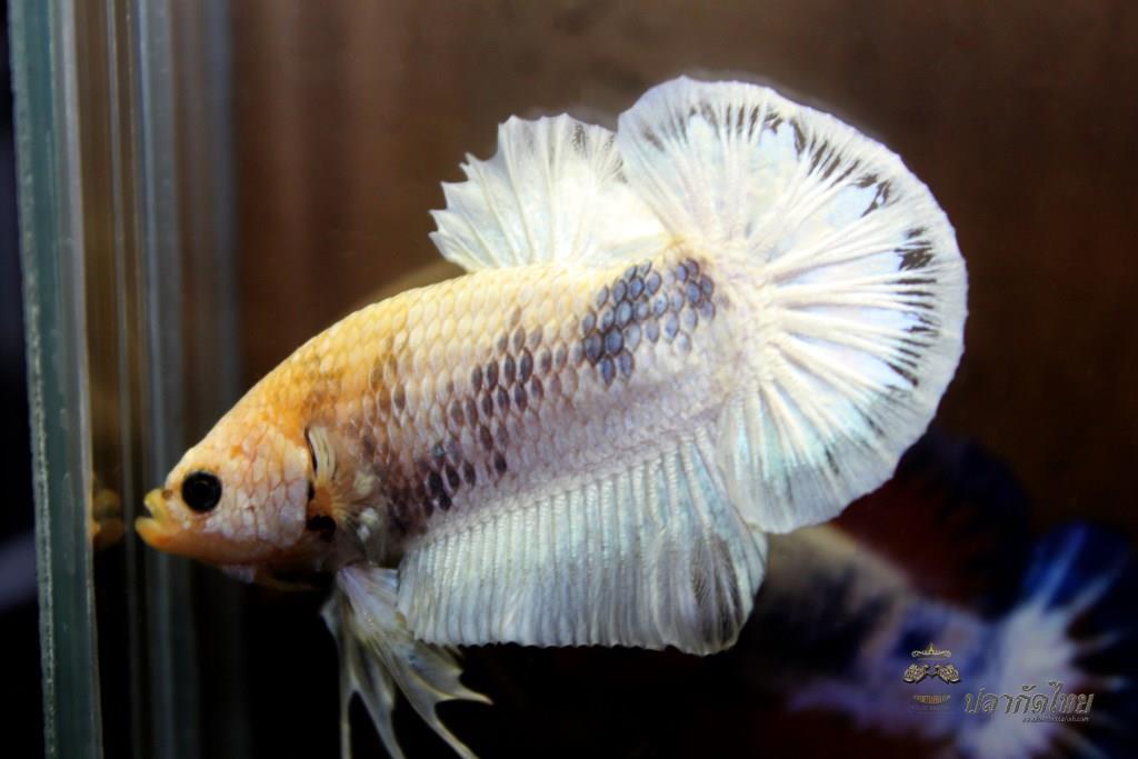 ปลาใหญ่ขนาดเกือบ 1.8-1.9 นิ้ว ปลากัดคัดเกรดครีบ - Halfmoon Plakad Fancy White Dragon Premium Quality Grade