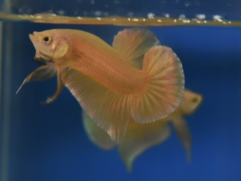 ปลากัดคัดเกรดครีบสั้น - Halfmoon Plakad Super Gold Premium Quality Grade