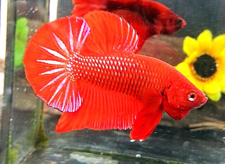 ปลากัดคัดเกรดครีบสั้น - Halfmoon Plakad Fancy อสูรเนื้อแดง Premium Quality Grade
