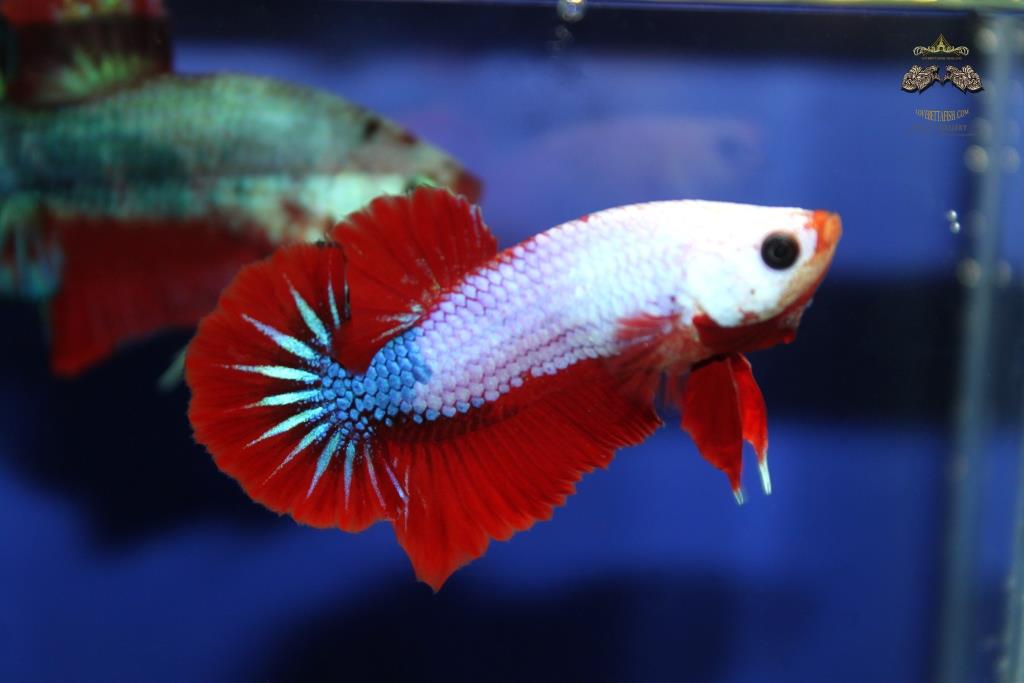 ปลากัดคัดเกรดครีบสั้น - Halfmoon Plakad Fancy Dragon Quality Grade