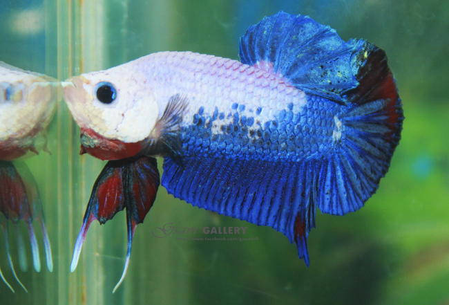 (ขายแล้วครับ)"คัดเกรด"ปลากัดครีบสั้น-Halfmoon Plakats Fancy Blue Dragon
