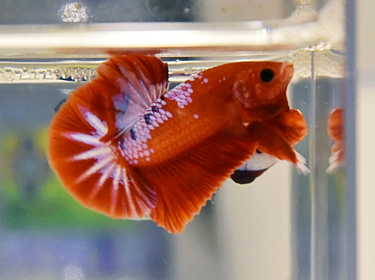ปลากัดคัดเกรดครีบสั้น - Halfmoon Plakad Fancy Dragon Premium Quality Grade